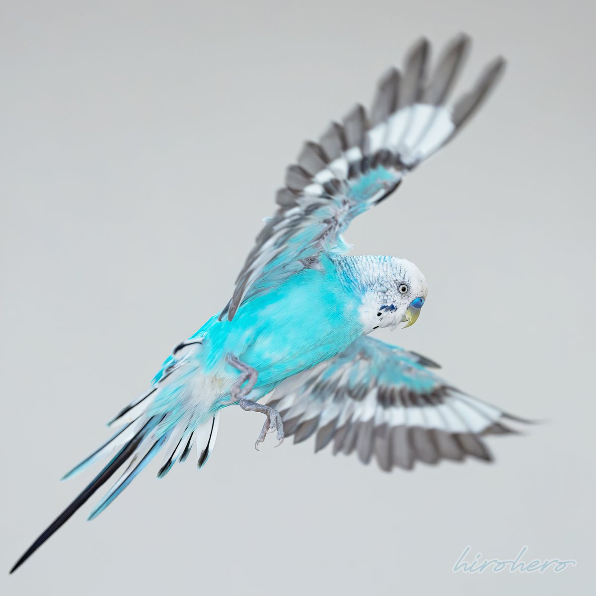 hirohero (@hirohero) / Posts / X