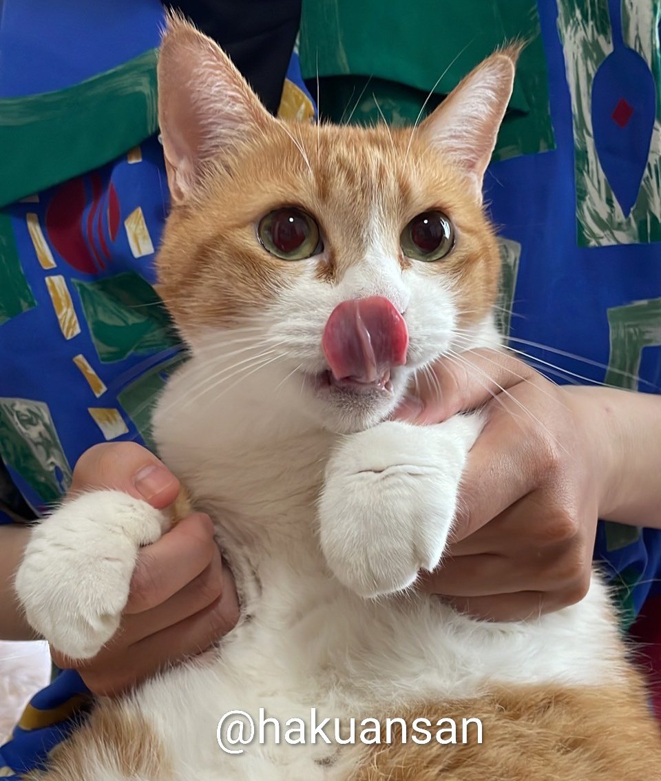 週休8日の猫吸い (@8VA64ArRkX7nOHE) / Posts / X