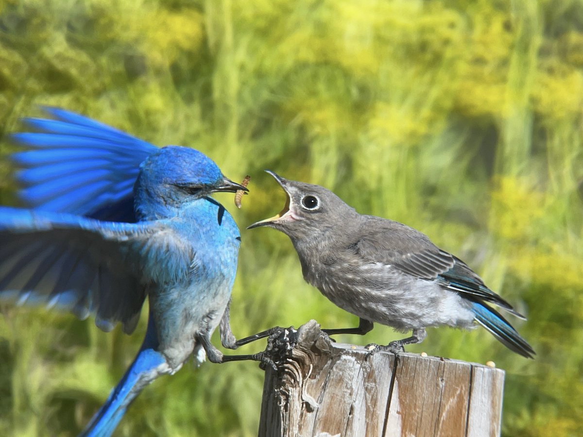 heartornament tweet media