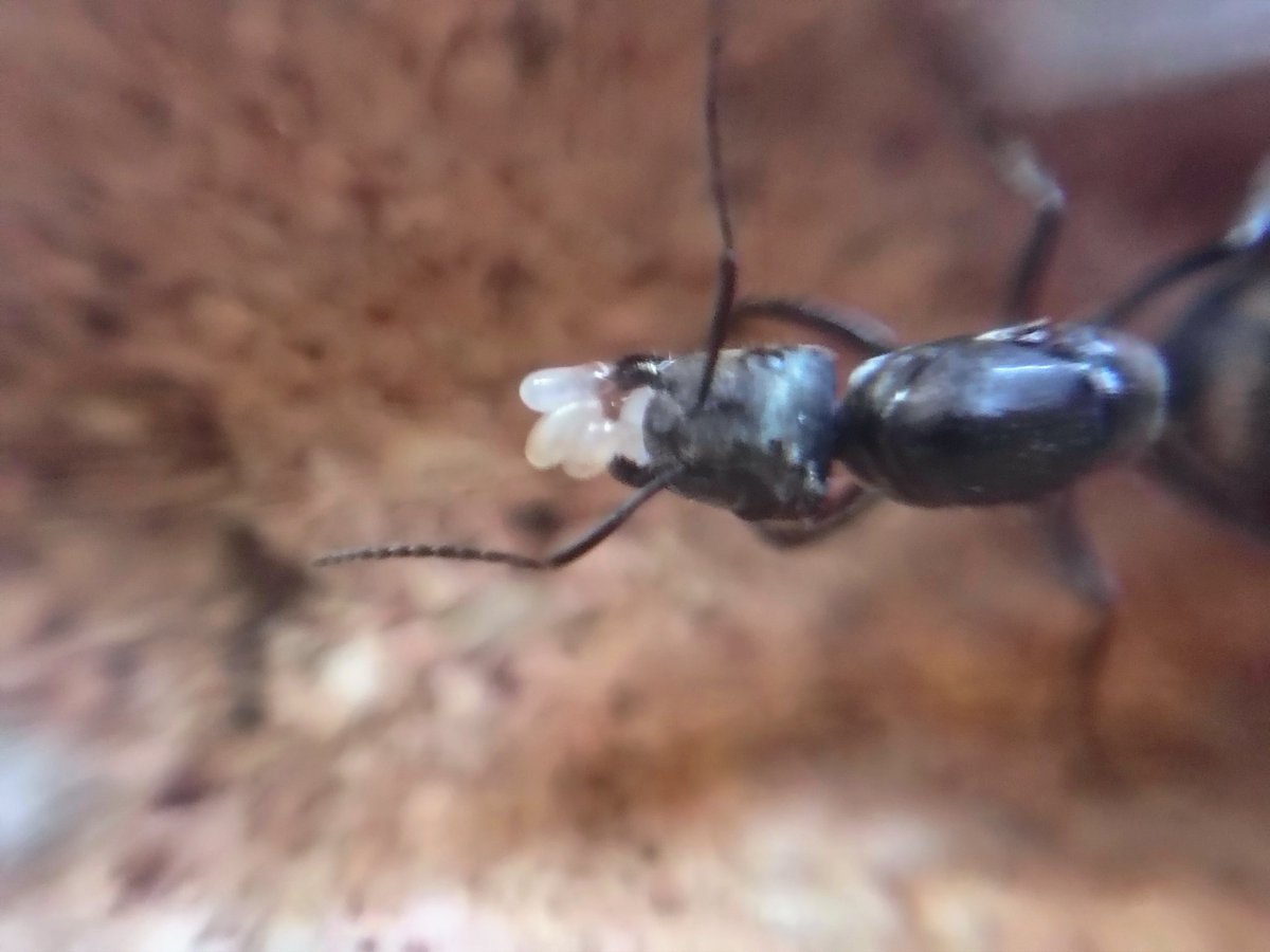 Diario de la #ColoniaCasita

Día N°87:

BIG MAMA sigue sin progreso, aún no la cambio de tubo, quizá para la próxima actualización ya la haya cambiado.