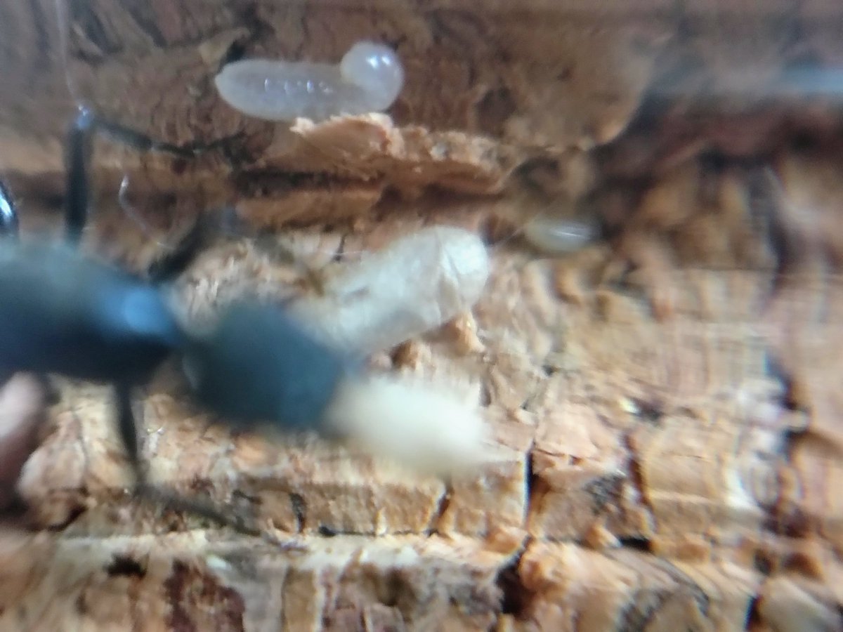 Diario de la #ColoniaBaumann

Día N°54:

YA NACIERON!!! NACIERON LAS PRIMERAS DOS OBRERAS!!!! AL FIN!!!! y se ve que pronto habrán aún más!!!