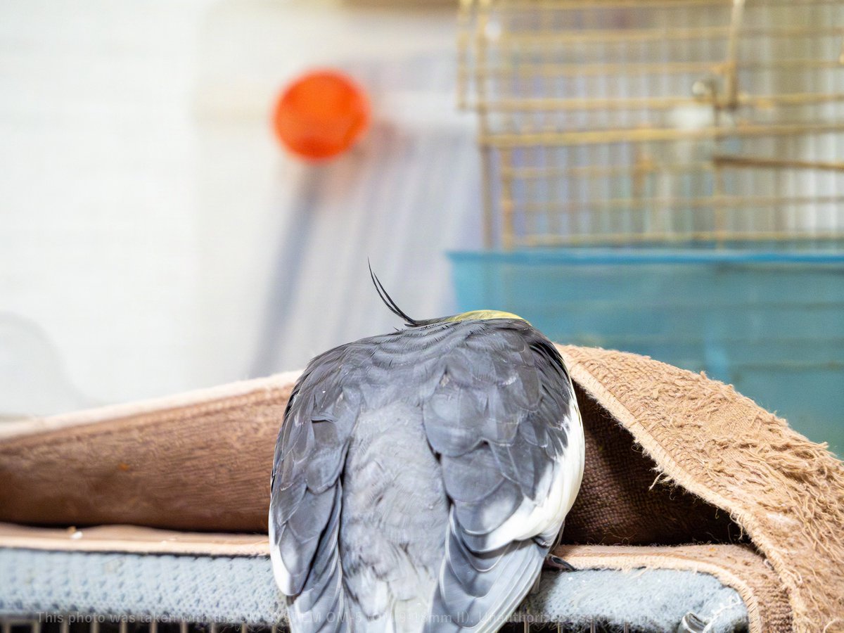 ばがぽーちゃん ㍼🐲♍🅰♂🚬💻🎹📷🐥🌸＜🍡 (@bagapo) / Posts / X