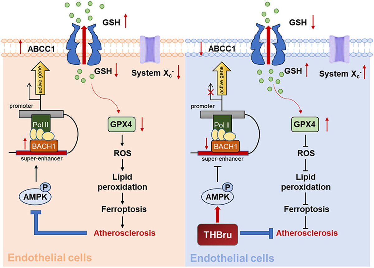 ActaPharmSinB's tweet photo. Article✍️#THBru #ameliorates #atherosclerosis by inhibiting #endothelial #ferroptosis via regulation of the super-enhancer-associated #ABCC1. From Dr Liu @HarbinMedicalUniversity;
https://t.co/y1w0eyCFOH. https://t.co/VMG2RVaVbU