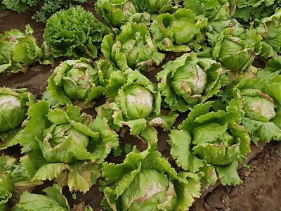 Corteva AUS tweet media