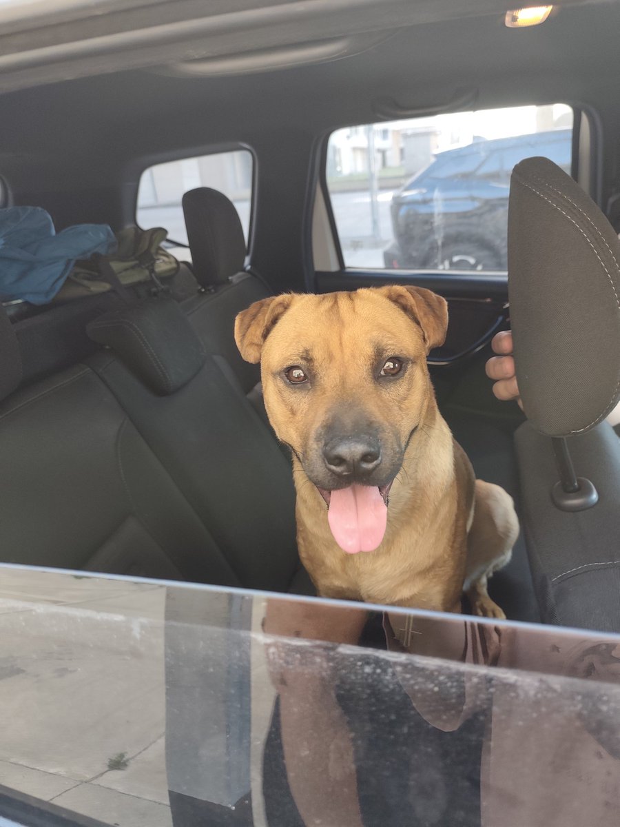 Encontramos a este tipazo en la autopista Cámpora a la altura de Soldati. Sabe manejarse en la calle y está bien cuidado, es obvio que se perdió. Necesitamos que llegue a quien lo conoce 🙏🙏🙏