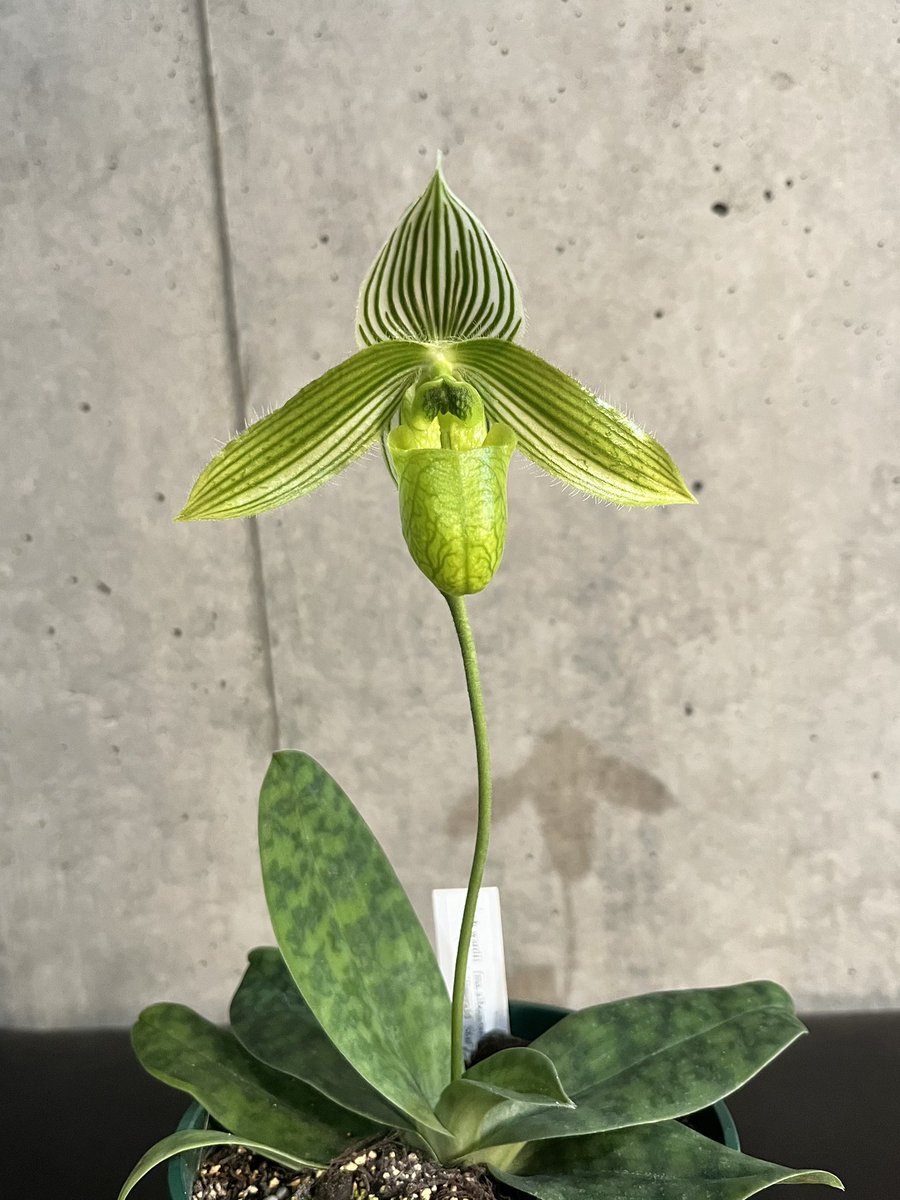 五島さんのラン展で蕾付きで迎えたワーディーのアルバム。ゆっくり時間をかけて無事咲いてくれた。半透明のリップとくっきりストライプが爽やか🌱

お仕事も蘭も一年お疲れ様でした

Paph.wardii fma.album ×sib
（'#593'×Emerald Star）