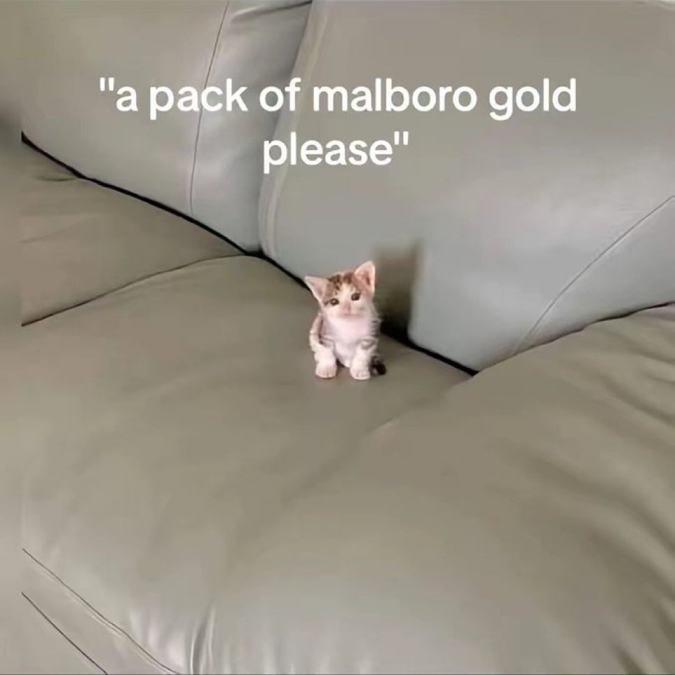 LiterallyMeCats tweet media