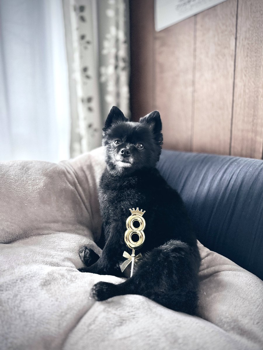 8歳になった犬🐕‍🦺