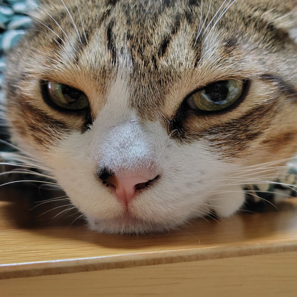 のぶりん のぶりん (@Nana7Poirot1) / Posts / X