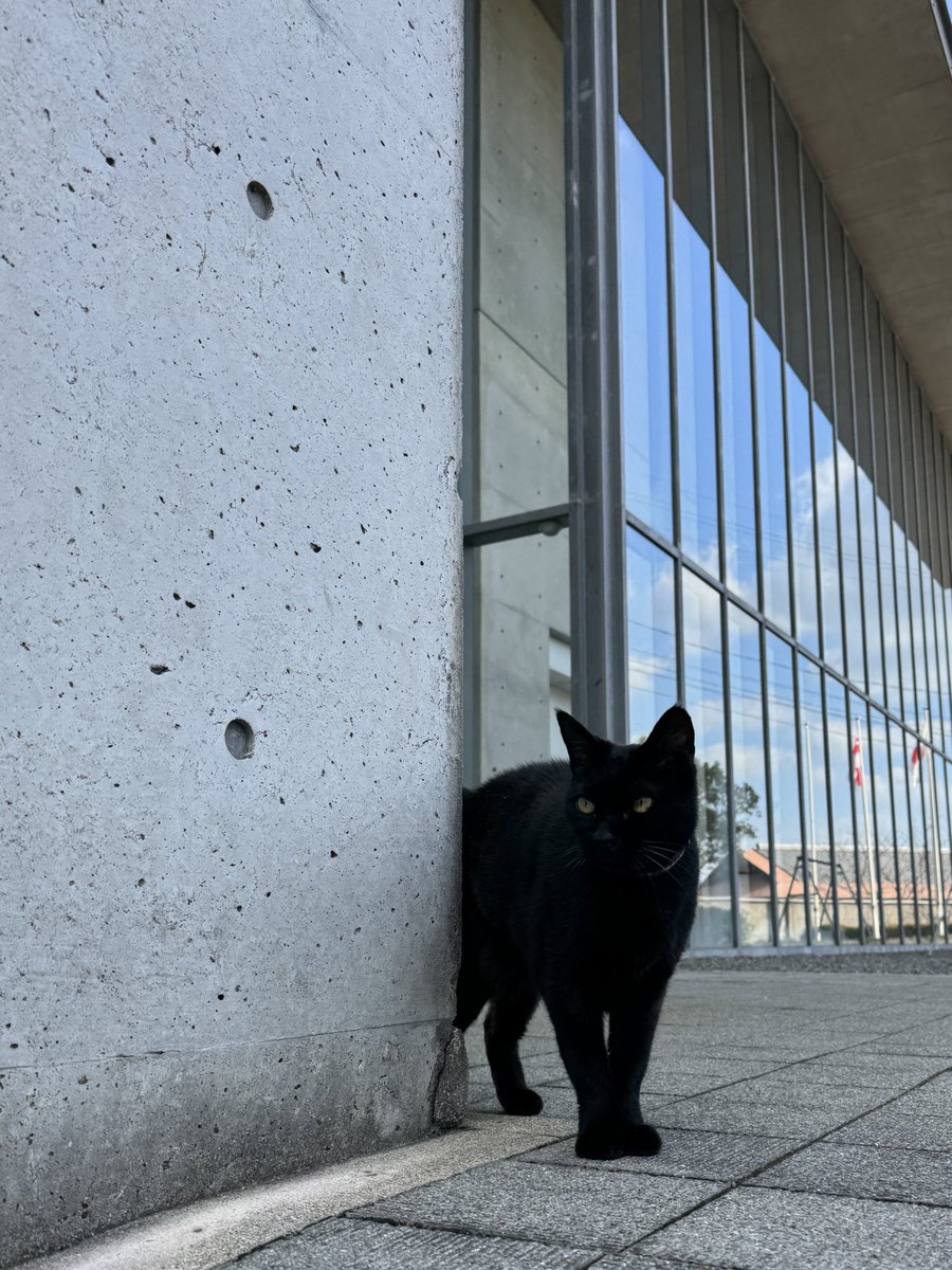 【専用】九尾の猫様 時をかける猫ニャ526 