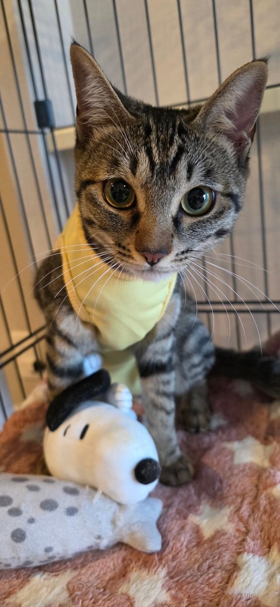 きじとら きじとら - Search / X