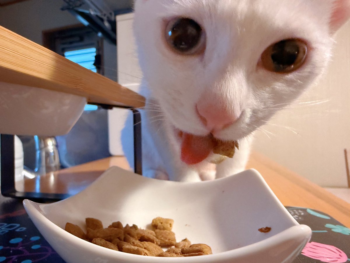 おはようございましゅ麻呂チョコMINT🐱🐱🐱🐱