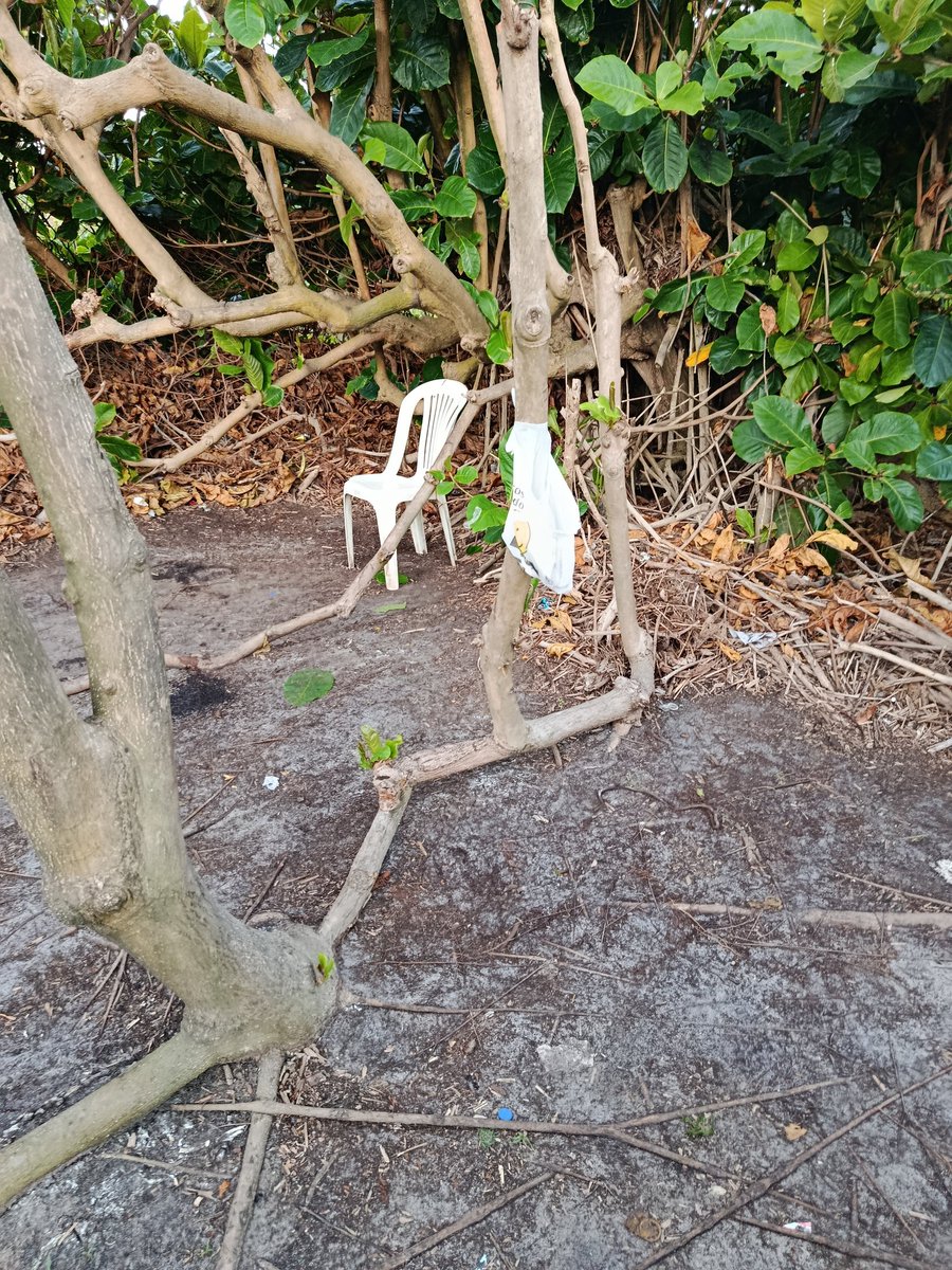 pegssa's tweet image. Bad Bunny — Debí Mamar Más