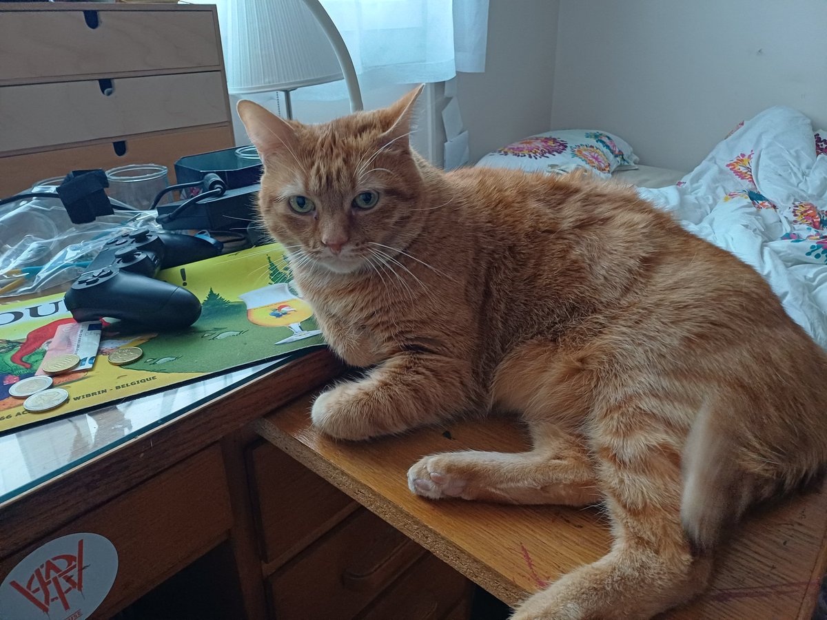 My cat is literally frumpkin #themightynein