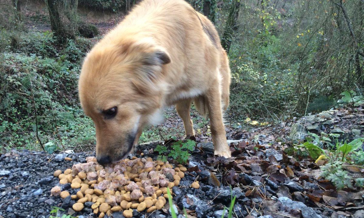 Genelgeleriniz Yok Hükmündedir! Sokaktaki Patili Dostlarımızı Beslemeye Devam Edeceğiz!
Değerli Halkımız,

Bildiğimiz üzere yakın geçmişte İstanbul, Ankara Valilikleri ve Erdemli Belediyesi tarafından sokak hayvanları ile ilgili bir genelge yayımlandı.
halkcidogavehayvanseverler.org.tr/genelgeleriniz…