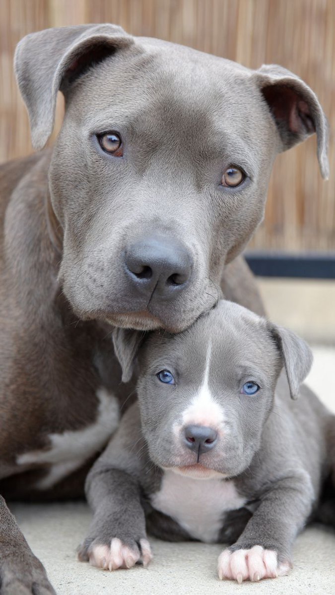 Tweet of Animals (@tweetofanimals1) on Twitter photo 