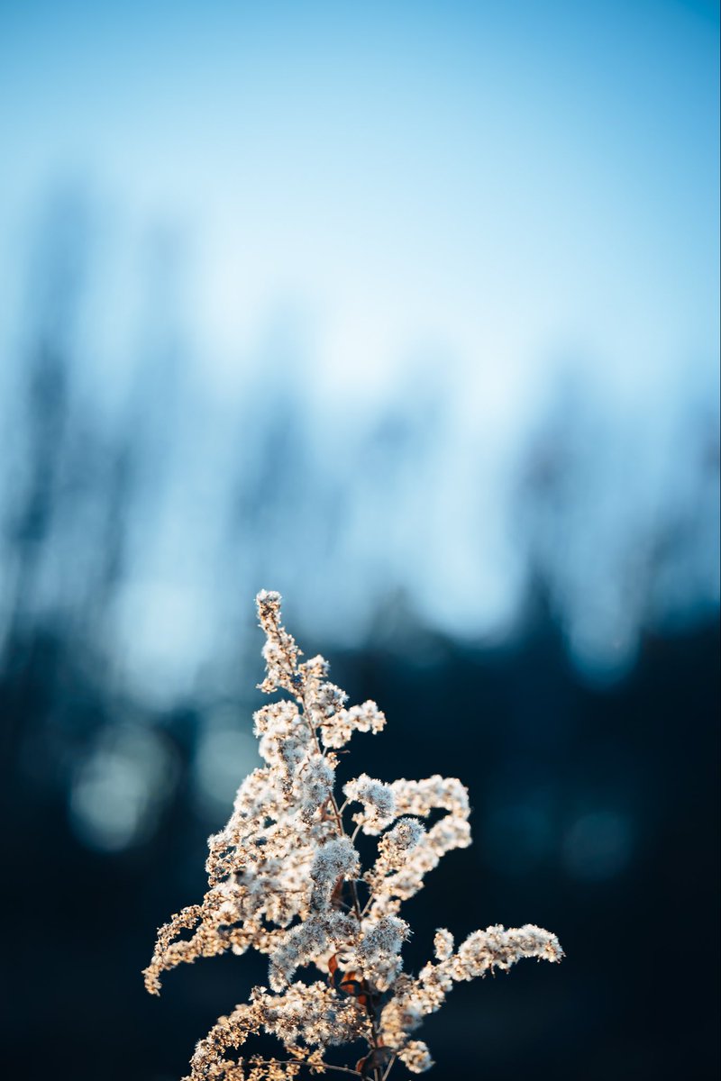 luu_graph's tweet image. ただの雑草を綺麗に撮ってみようシリーズ☺️

いつも持ち歩かない90mmのマクロレンズをと付けて散歩。

標準レンズで見られたなんてことない田舎、ファインダーから覗く景色が違って見えた。

本当になんの変哲もないただの田舎なんです。でも撮るものを見つけて歩くのは楽しい。