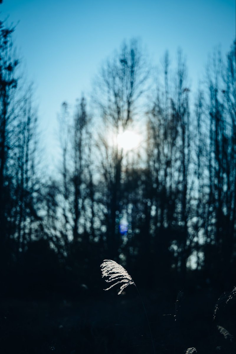 luu_graph's tweet image. ただの雑草を綺麗に撮ってみようシリーズ☺️

いつも持ち歩かない90mmのマクロレンズをと付けて散歩。

標準レンズで見られたなんてことない田舎、ファインダーから覗く景色が違って見えた。

本当になんの変哲もないただの田舎なんです。でも撮るものを見つけて歩くのは楽しい。