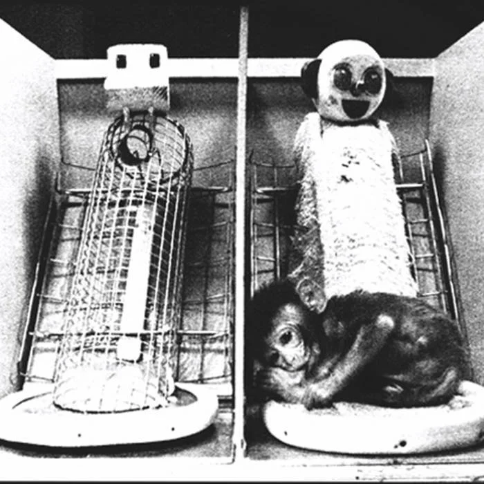 tonsured pussy tweet media