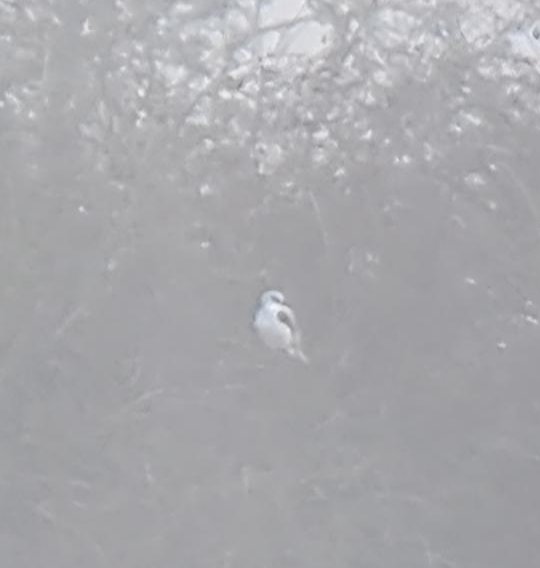 Juvenile Birder tweet media