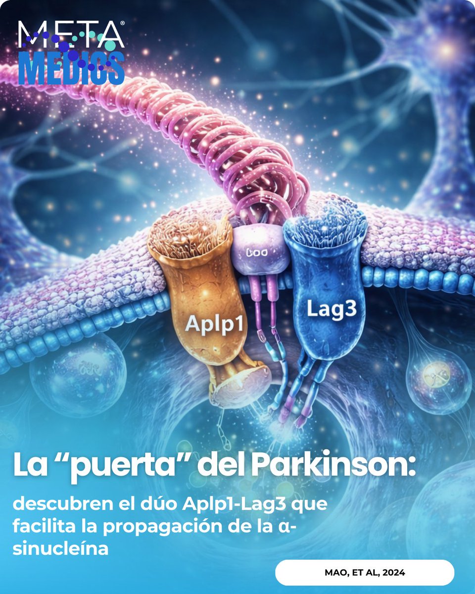 Metamedicsmx's tweet image. Parkinson: la α-sinucleína (PFF) se propaga entre neuronas. Estudio identifica a Aplp1 como correceptor de Lag3: PFF se une a Aplp1 (Kd~430 nM) y el eje Aplp1-Lag3 impulsa pS129, neurodegeneración y déficit motor. Fuente: Nat Commun. DOI: 10.1038/s41467-024-49016-3