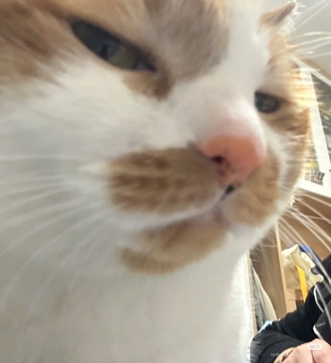 lee know as cats 🐱 tweet media