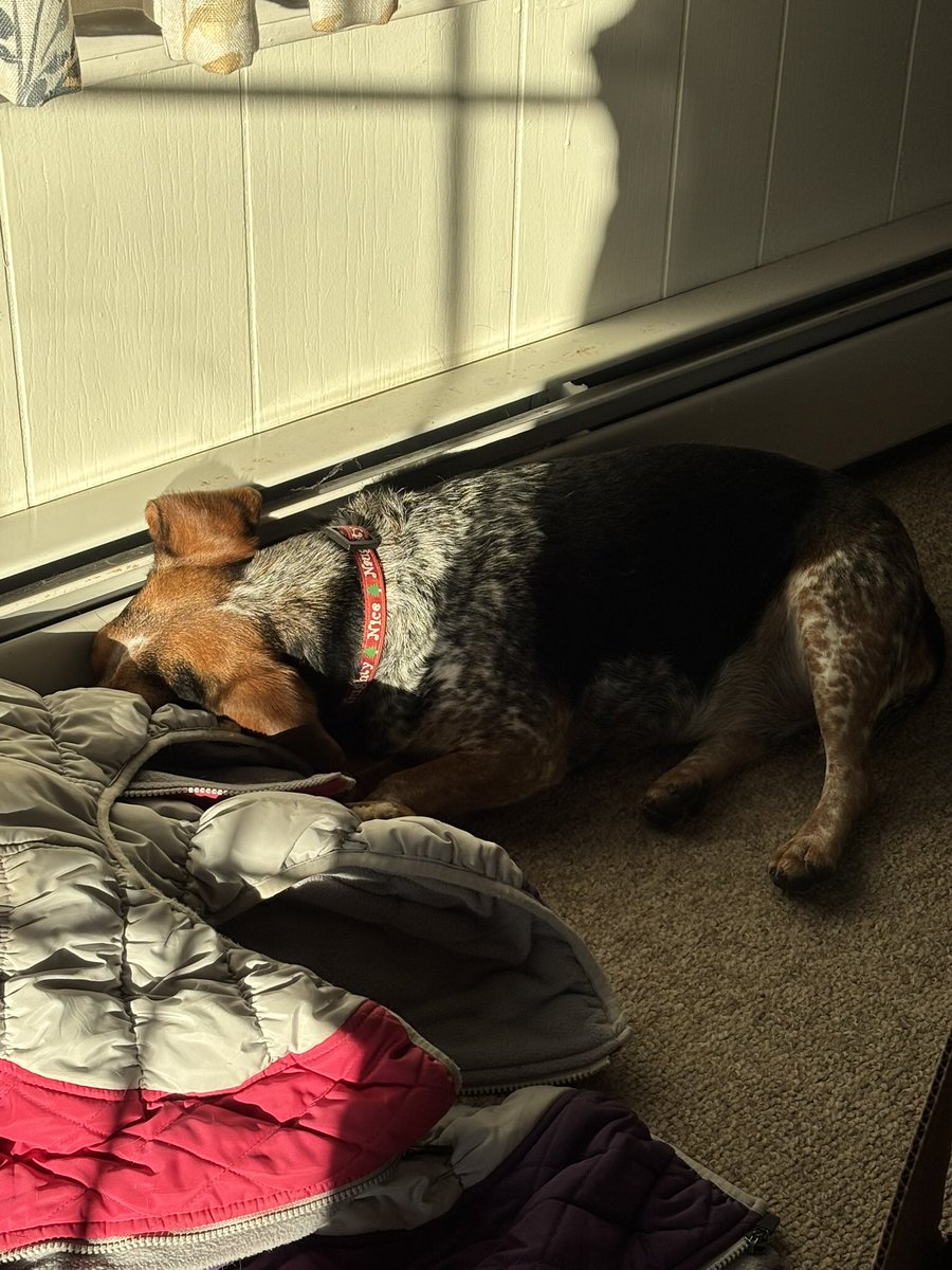 TwoBeags's tweet image. Dis is Tillie as she slowly passes out from too much partying