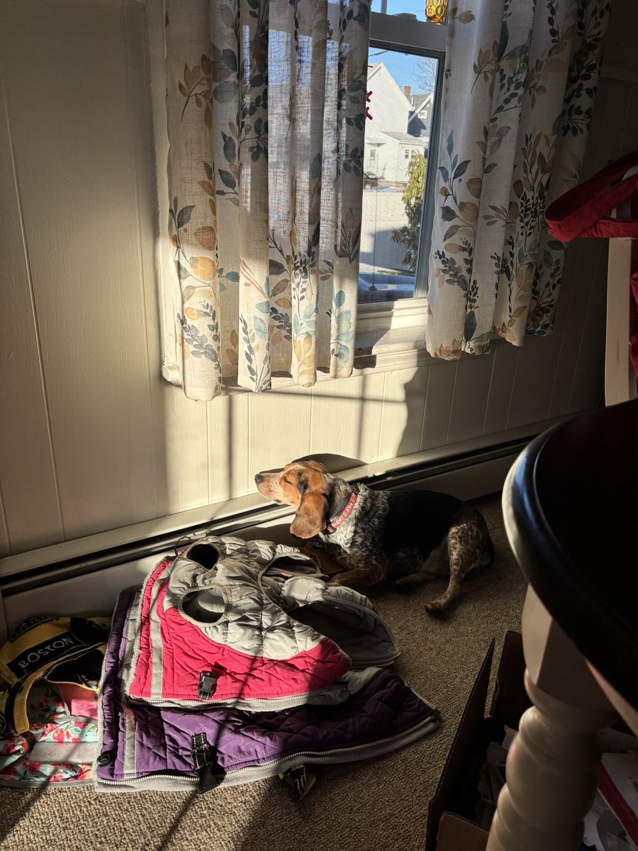 TwoBeags's tweet image. Dis is Tillie as she slowly passes out from too much partying