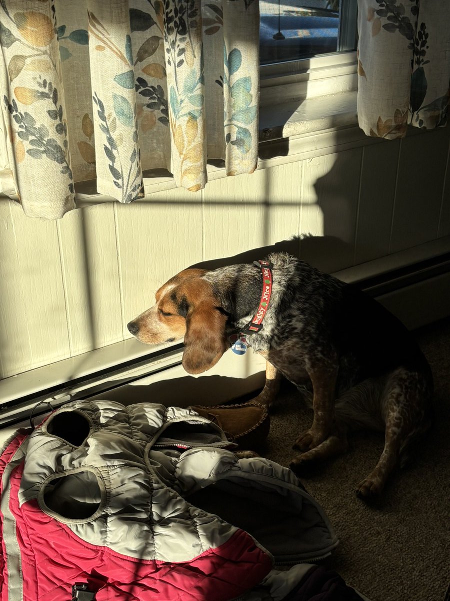 TwoBeags's tweet image. Dis is Tillie as she slowly passes out from too much partying