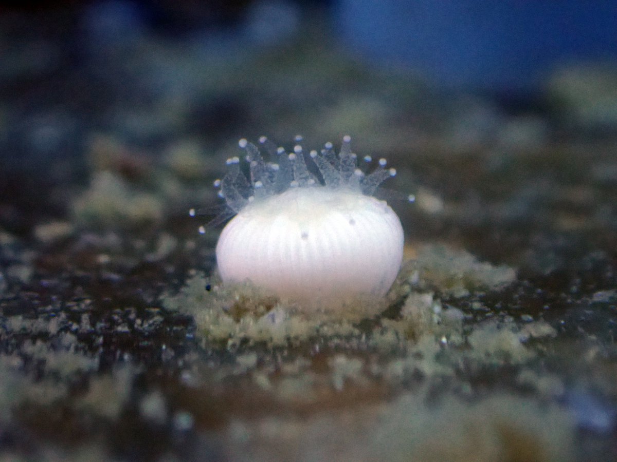 みさきのうみしだ tweet media