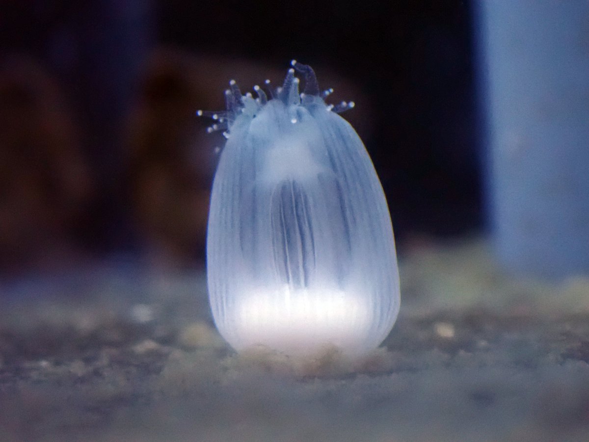 タマサンゴ。軟体の部分が伸長するのですね。初めてみました‼️写真は同じ個体です。