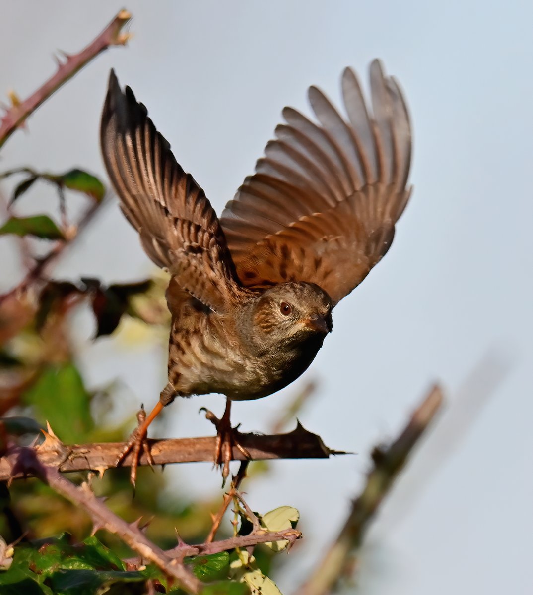 Dunnock take-off! 😀
 Taken last week at RSPB Greylake in Somerset. 🐦