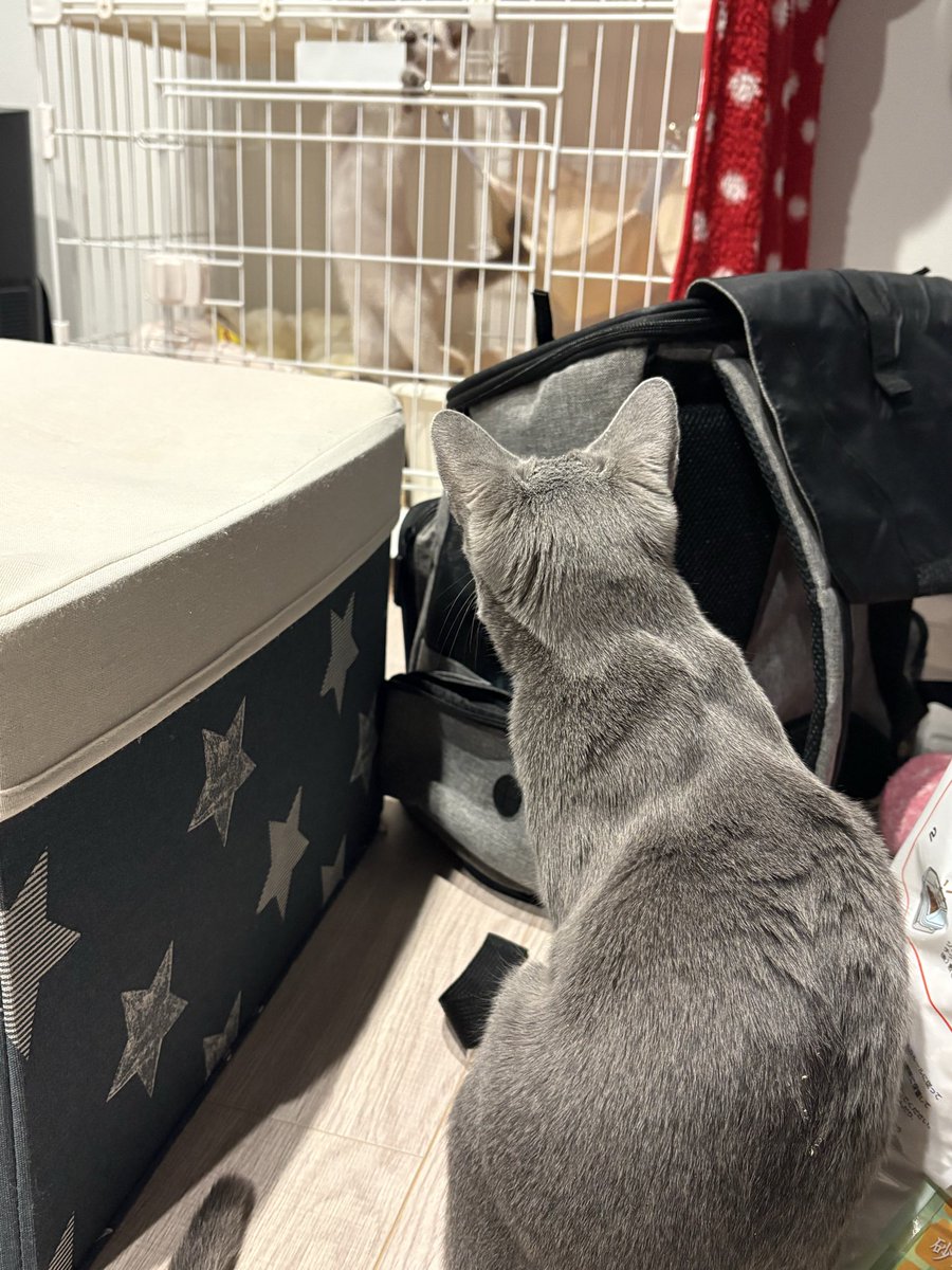 ロシアンブルー様⁎⁺˳ ロシアンブルー様⁂ ロシアンブルーのシアン🐈‍⬛ (@kana_cosme123