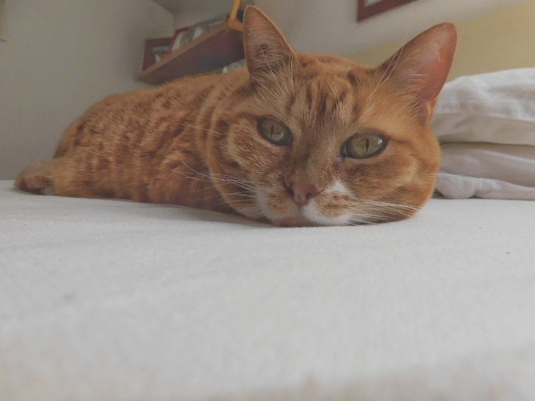 La mia Trilly si è spenta. A 19 anni. Che vuoto enorme lascia. 💔