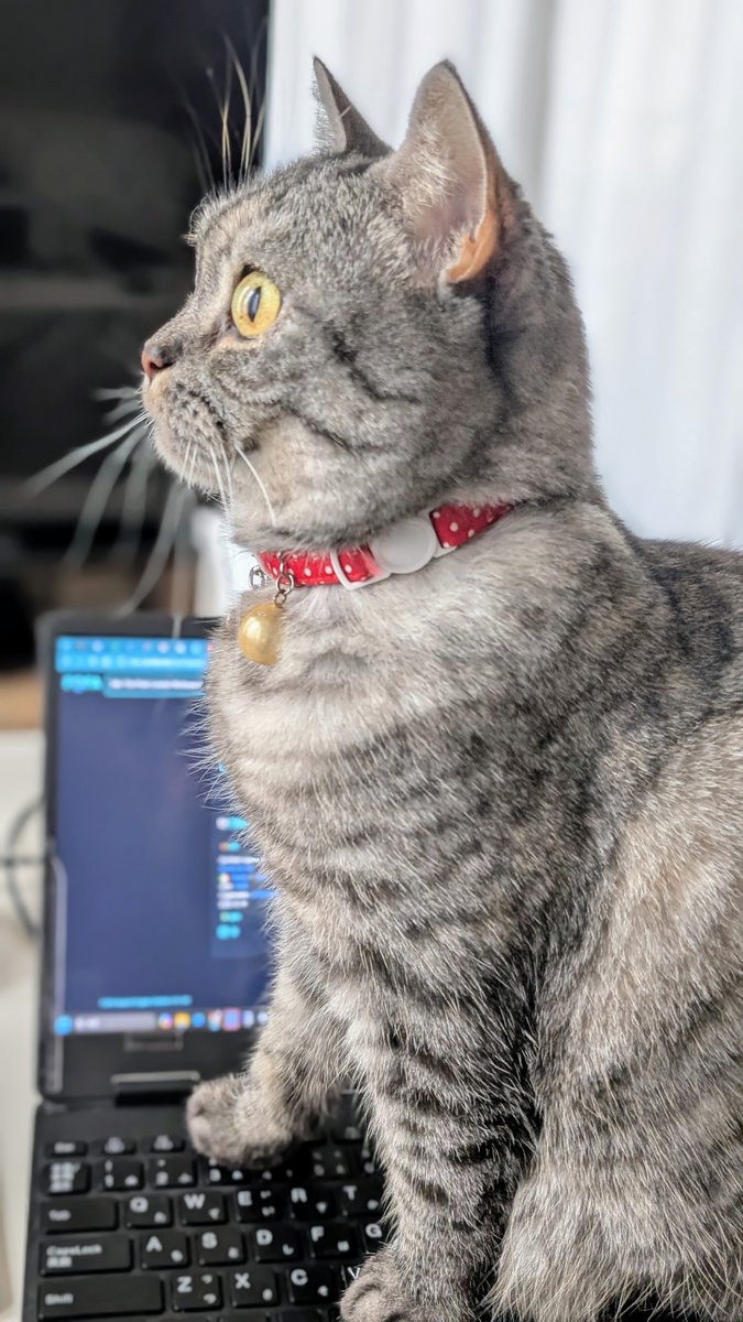 ねこさん⚡(ΦωΦ) (@catnap707) / Posts / X