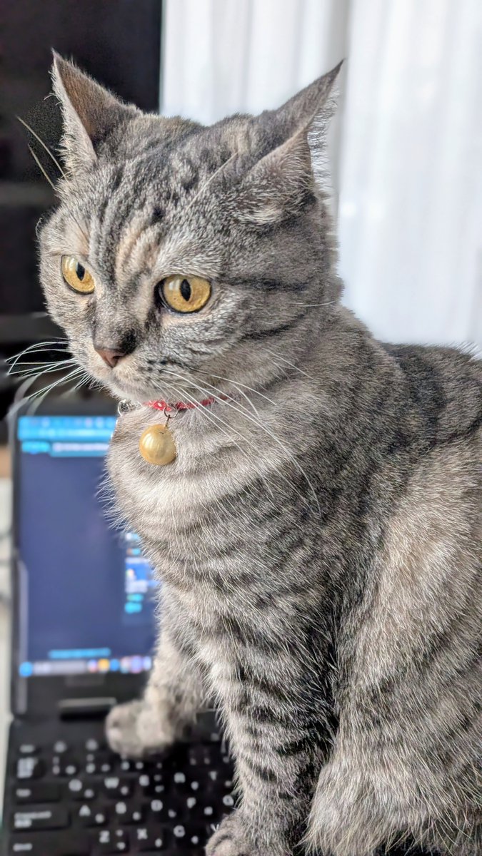 ねこさん⚡(ΦωΦ) (@catnap707) / Posts / X