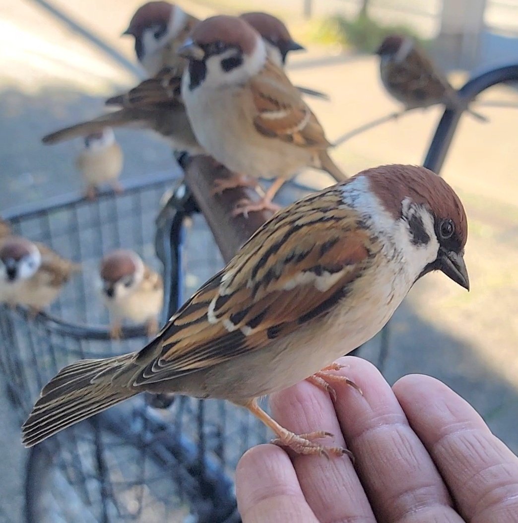 pipipi♥️ PIPPICHIC（ピッピシック） ： CHRISTEL Re-born 1 ： PP25S