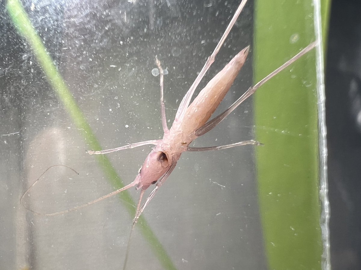 飼育下だと一年中繁殖が可能なクビキリギス。しかし、この極寒の季節では成長スピードがかなり遅くなります。夏場に育てるのと比較して2倍以上の日数がかかる事も。