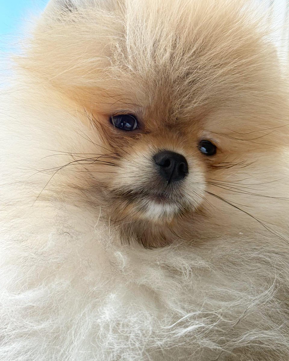 愚鈍 (@po_iz) / Posts / X