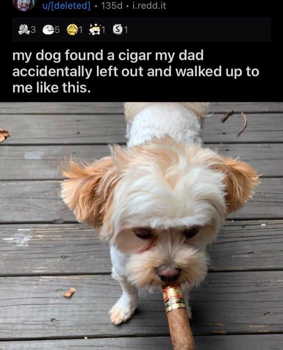 mischiefanimals's tweet image. 