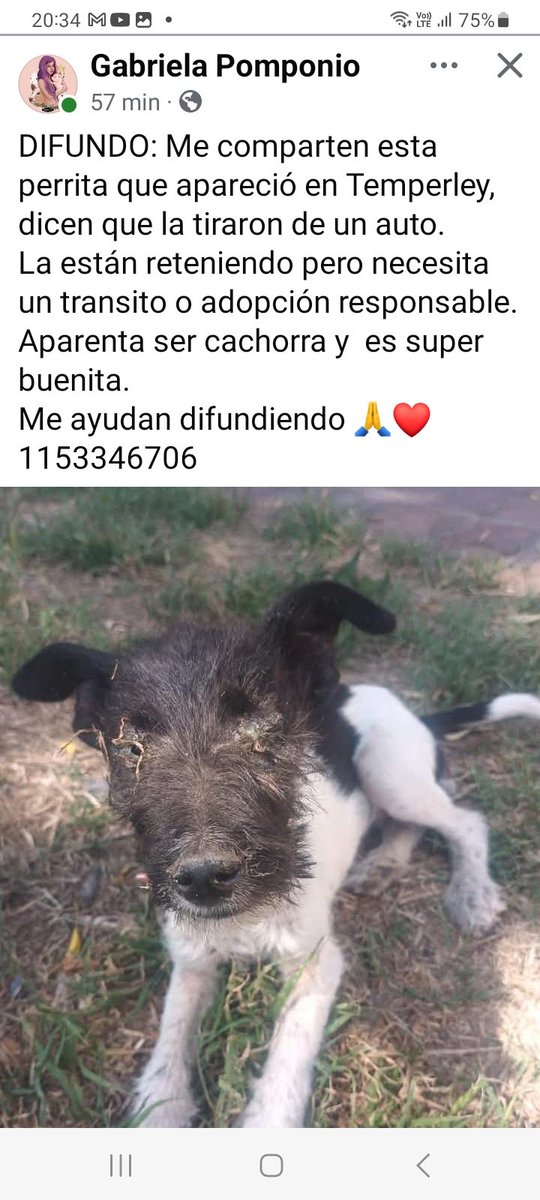 🆘️🆘️AYUDA 🥺🙏🙏🙏🆘️🆘️
Alguien que reciba a esta cachorrita abandonada, LA ESTÁN RETENIENDO AHORA, PERO NECESITA UN LUGAR, TRANSITO 🙏🙏 #Temperley
📱1153346706 
facebook.com/share/p/17b3BX…