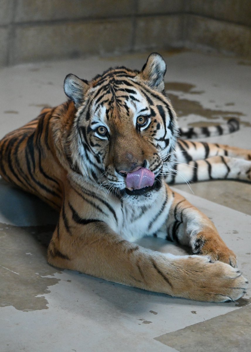 ショウヘイ可愛いねぇ🥺✨

📷2025.12.27

＃天王寺動物園
＃アムールトラ
＃ショウヘイ