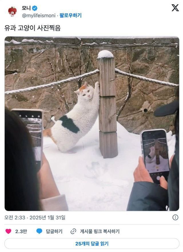 고양이 끼 미쳤슨