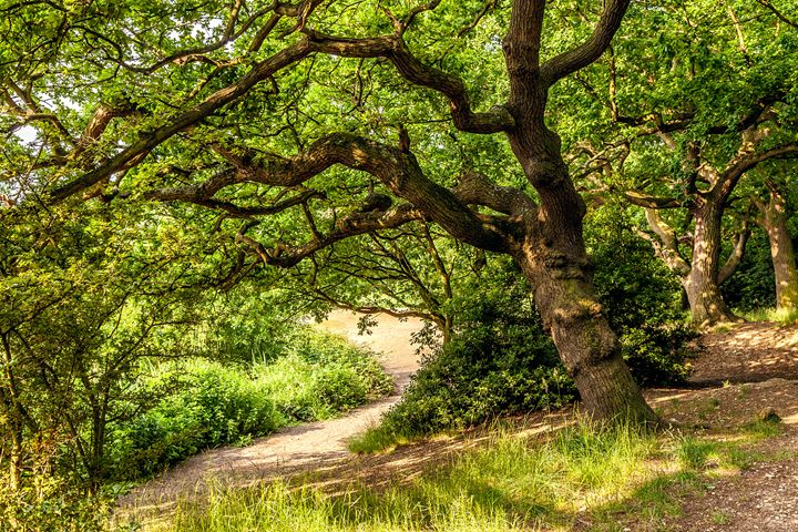 Fine Art Norfolk Photography tweet media