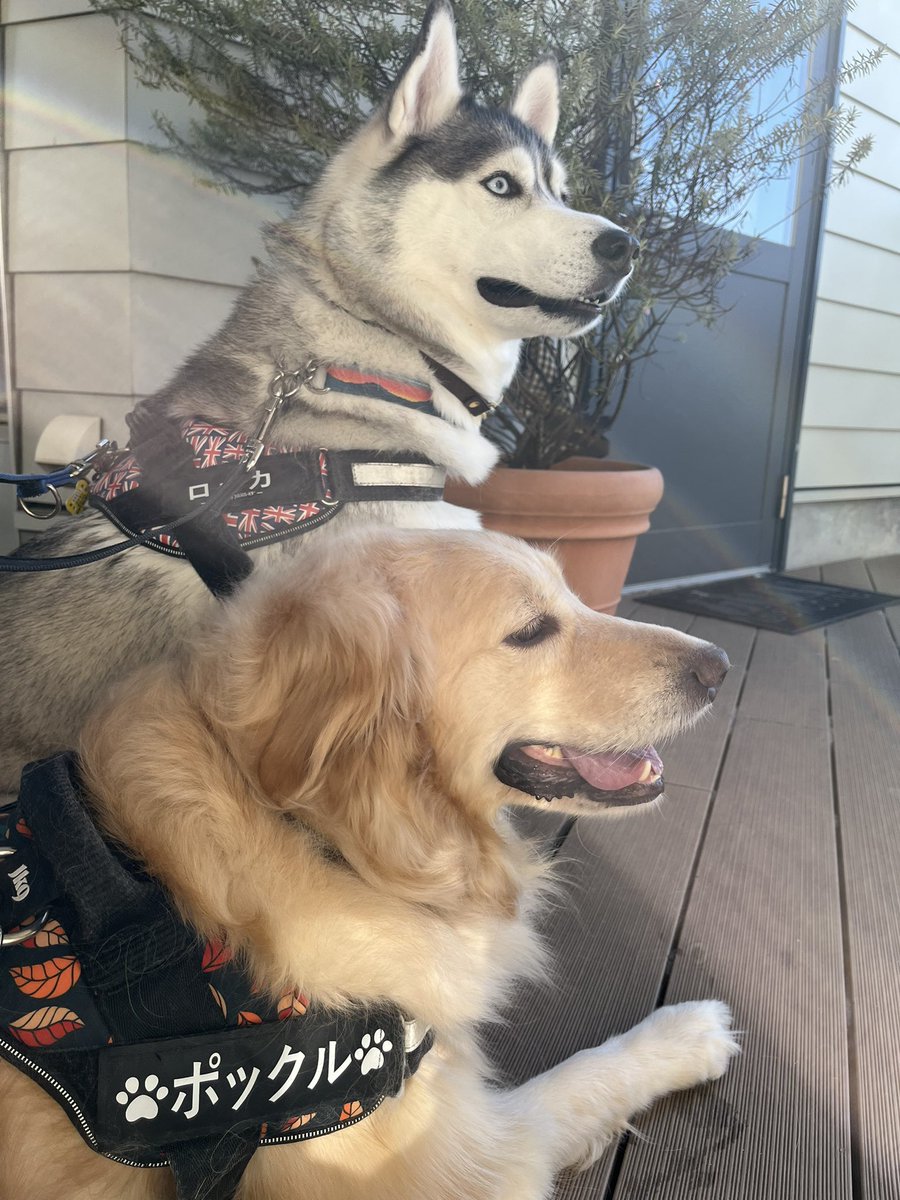 ロッカ❄️ポックル🌱 (@husky_rokka) on Twitter photo 