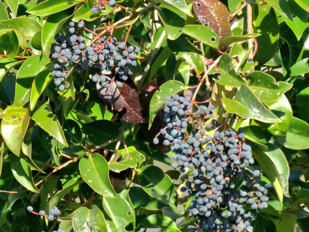 12/29. 校庭周りにたくさんあったトウネズミモチの木々が夏場に一斉