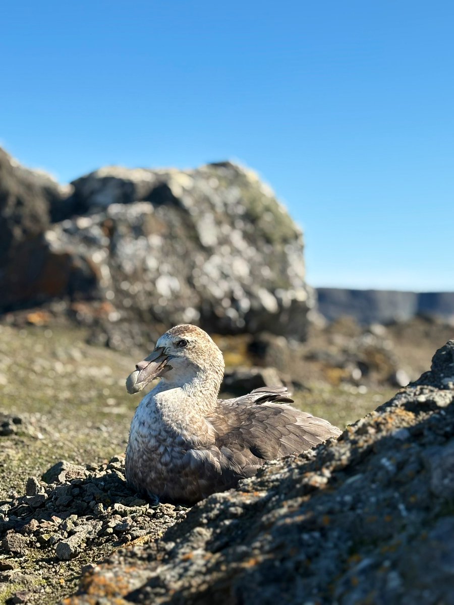 sofisall's tweet image. En la Antártida no hay aves rapaces, pero sí algunas “de rapiña” como el Petrel gigante Antártico.
Se alimentan de pequeños animales marinos pero también de restos de focas y ballenas muertas, y pueden medir hasta 2 metros de envergadura. Muy increíbles.