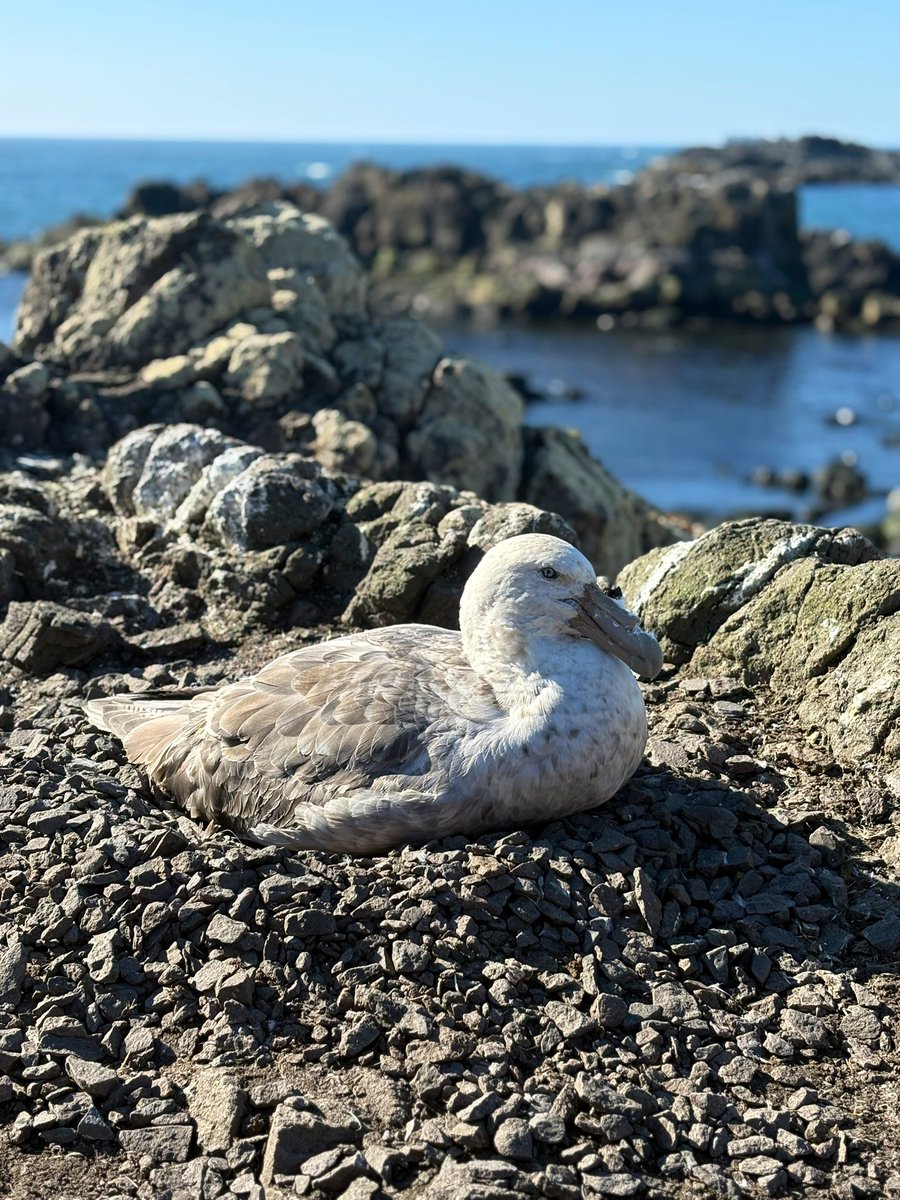 sofisall's tweet image. En la Antártida no hay aves rapaces, pero sí algunas “de rapiña” como el Petrel gigante Antártico.
Se alimentan de pequeños animales marinos pero también de restos de focas y ballenas muertas, y pueden medir hasta 2 metros de envergadura. Muy increíbles.