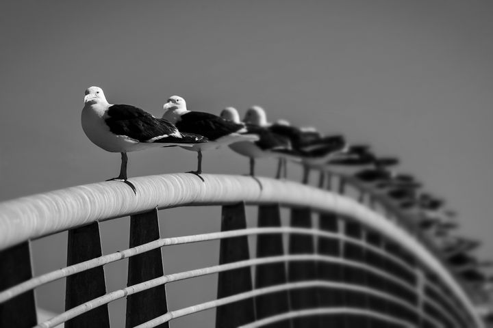 Art of the Day! "Seagulls". Buy at: ArtPal.com/pierivb?i=1082…