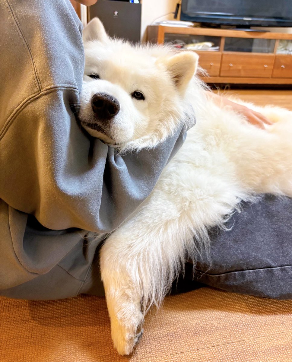 ⚠️閲覧注意⚠️
冬休みに突入したお兄ちゃんに甘えるサモエドが可愛いすぎて、大掃除のやる気を奪われます。